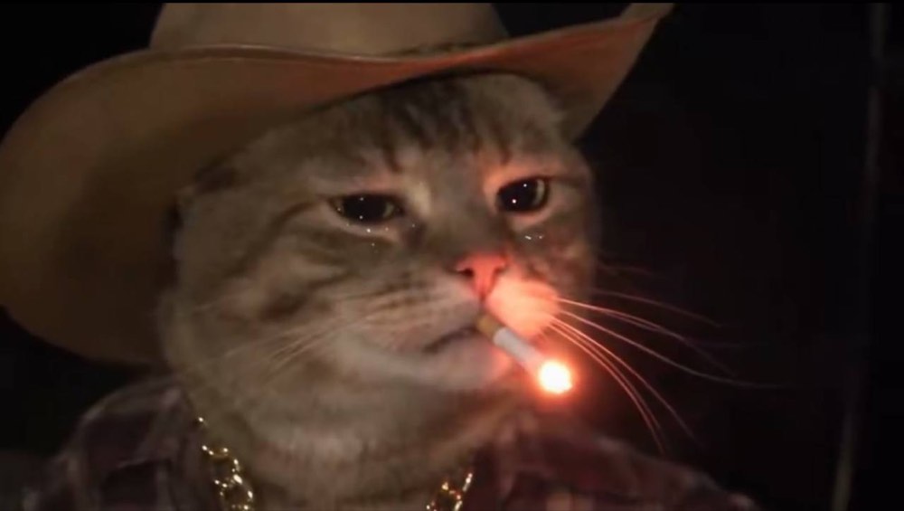 Texcat looking very fine, allegedly